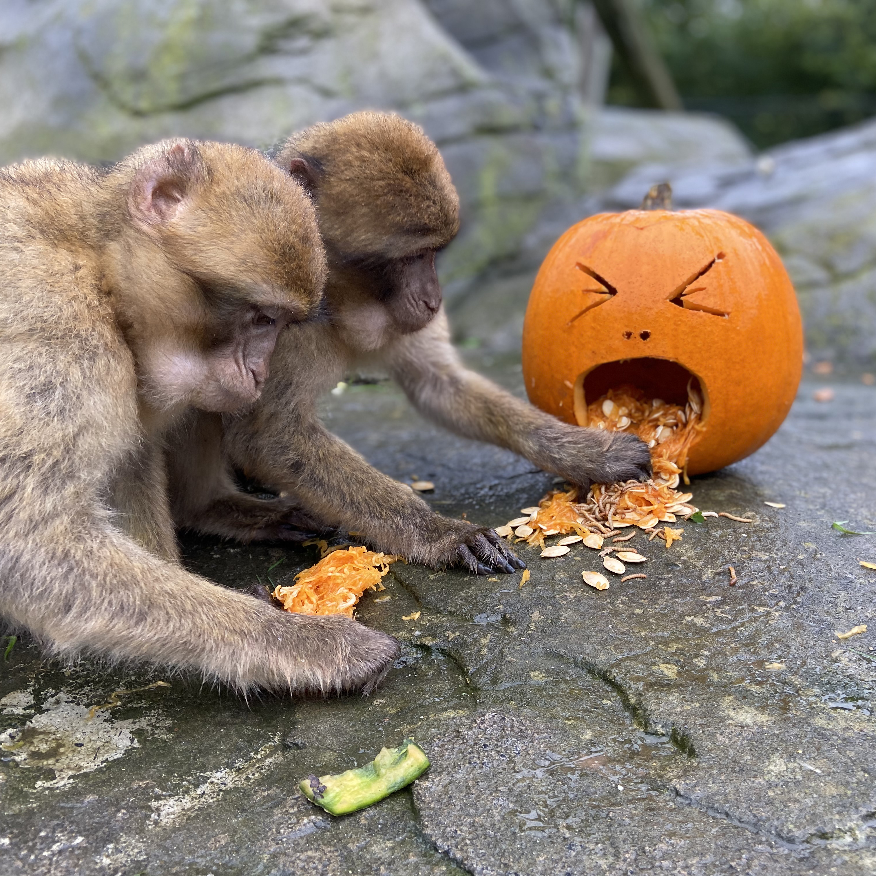 Colchester Zoo Halloween Photo