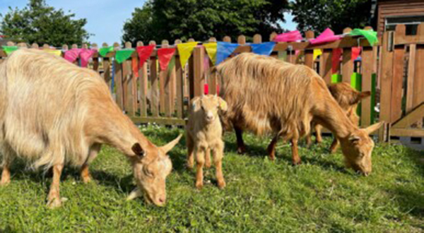 goats photo Barleylands