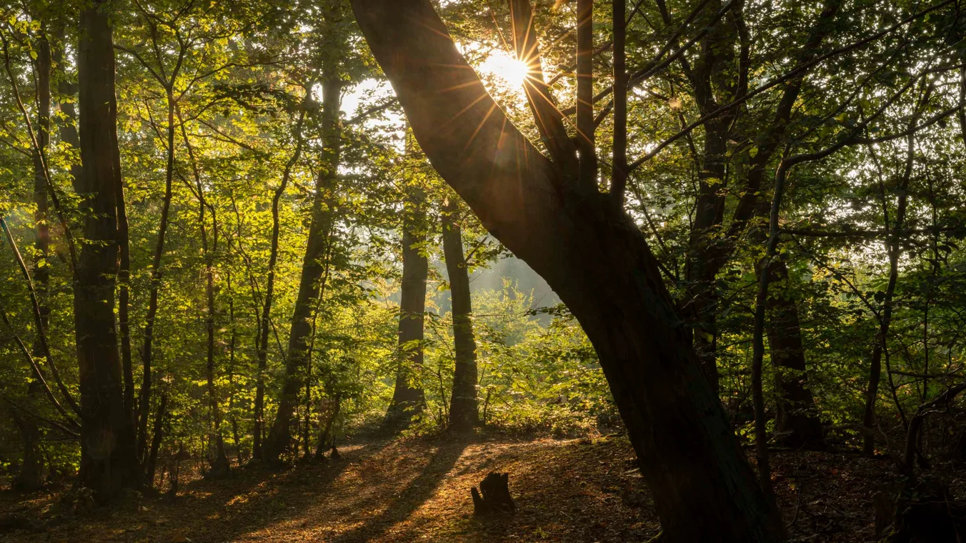 Photo of Danbury Common and Blakes Wood